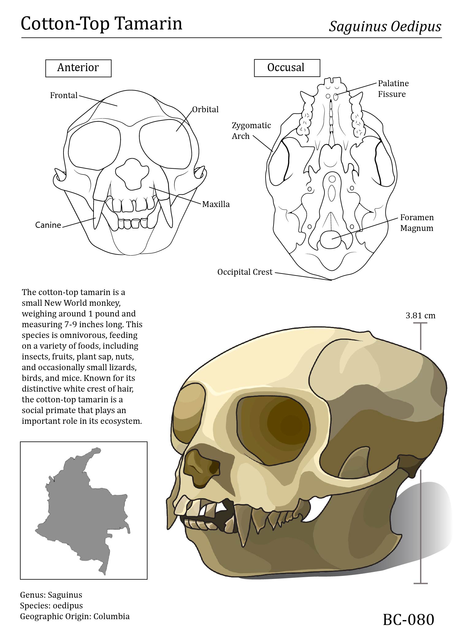 Tamarin Skull